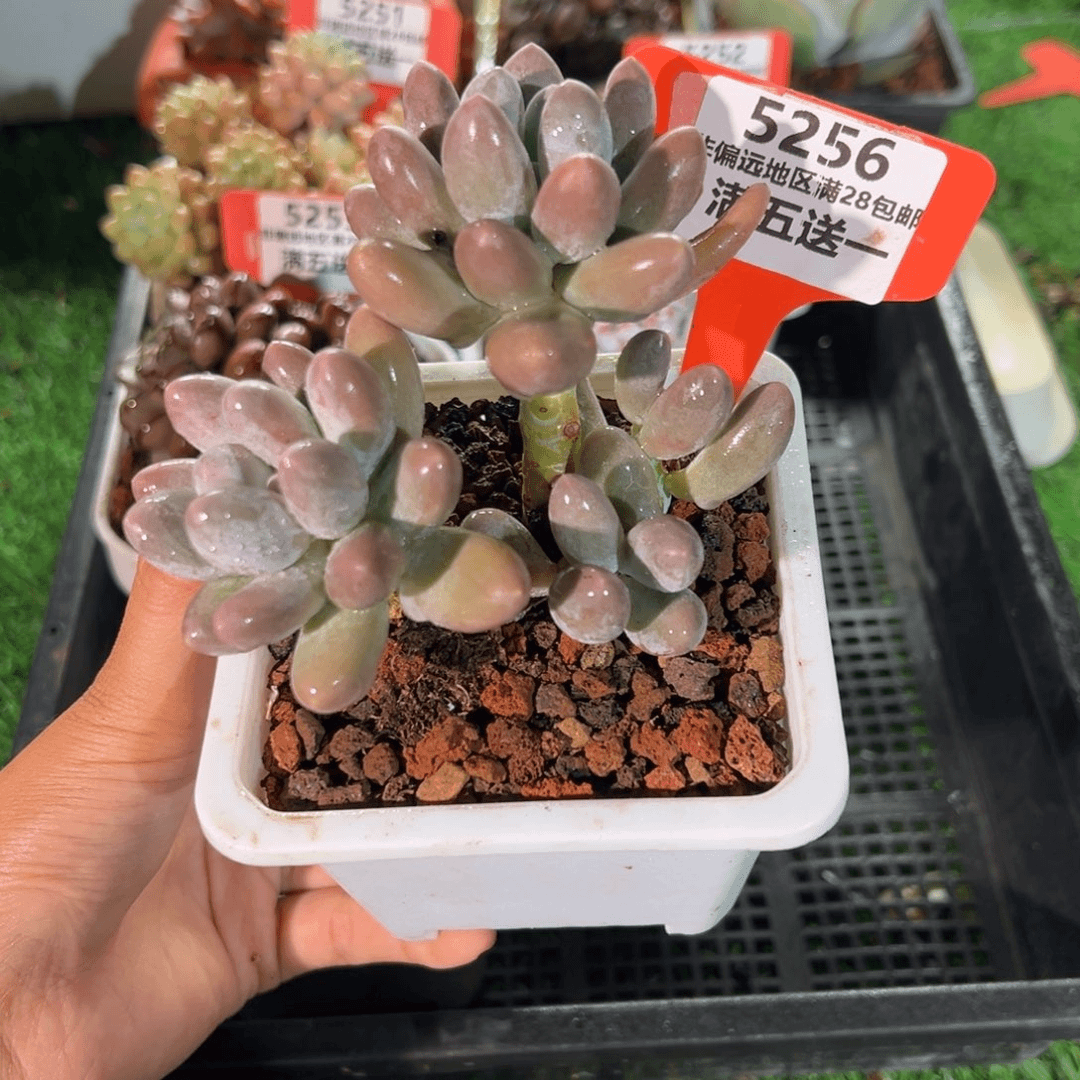 表妹精品多肉5256.