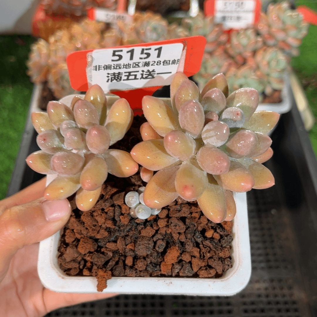 表妹精品多肉5151.