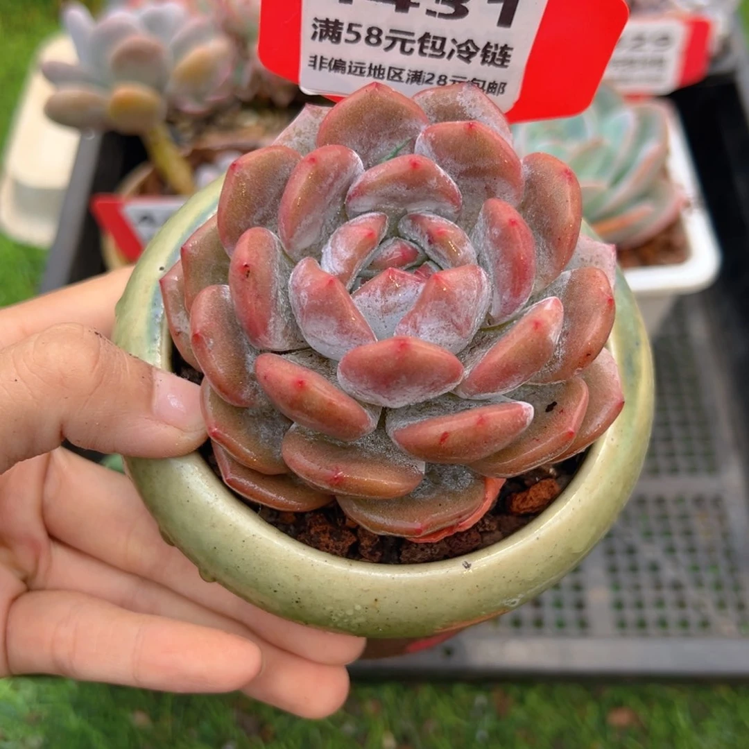表妹精品多肉4431.