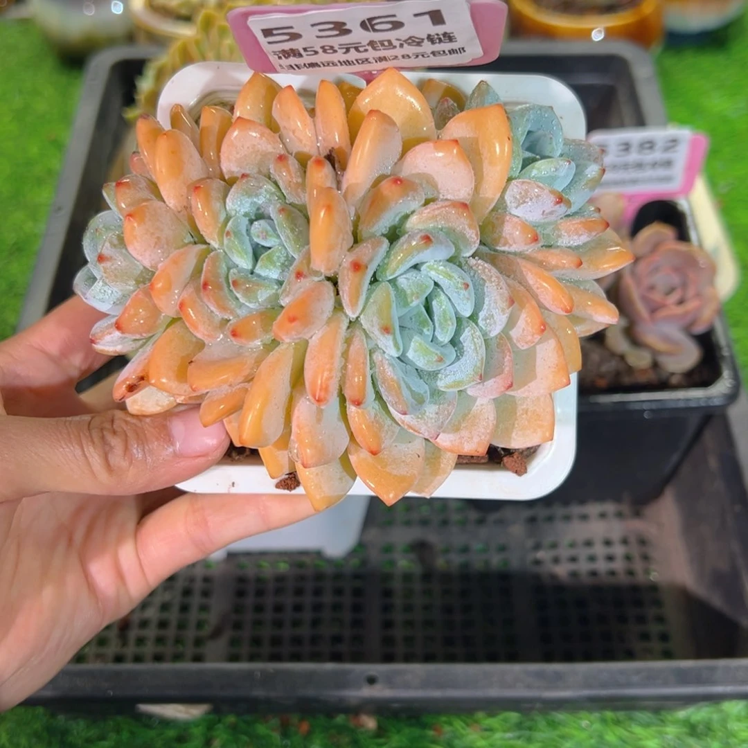 表妹精品多肉5361.