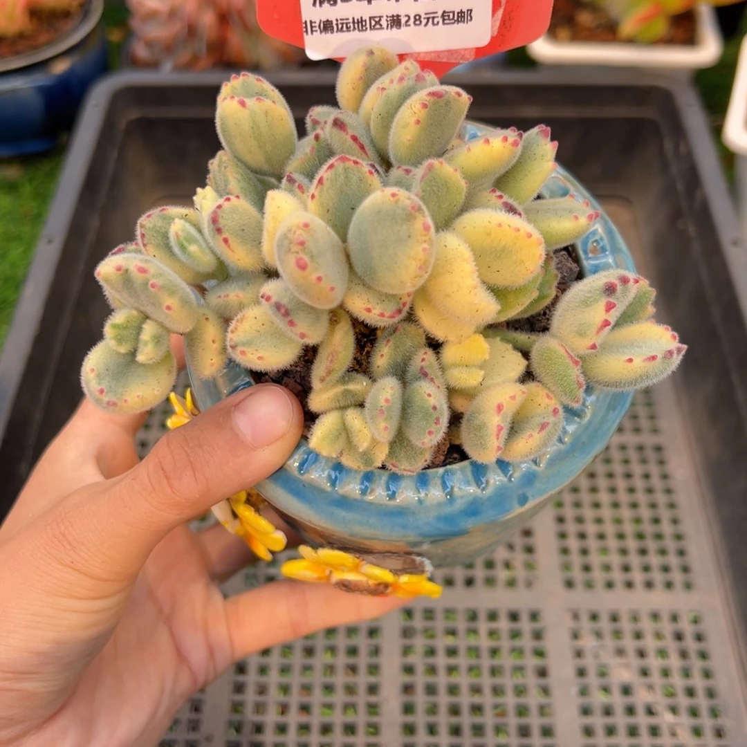 表妹精品多肉3587.