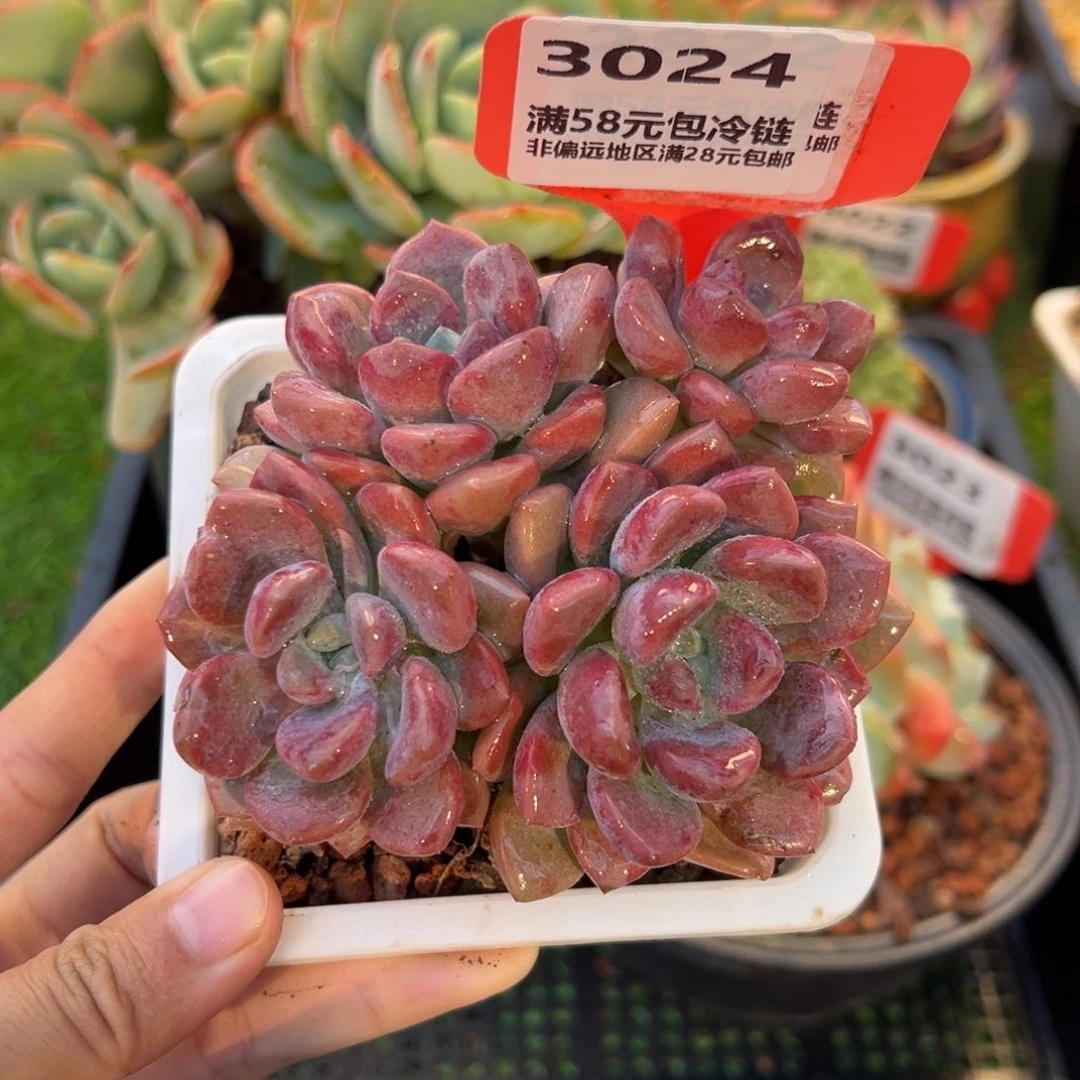 表妹精品多肉3024.