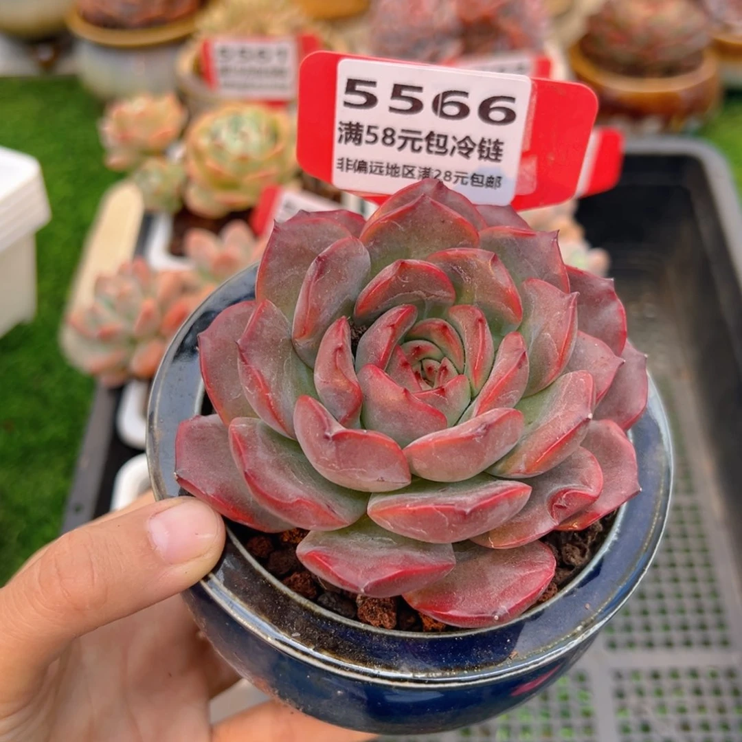 表妹精品多肉5566.