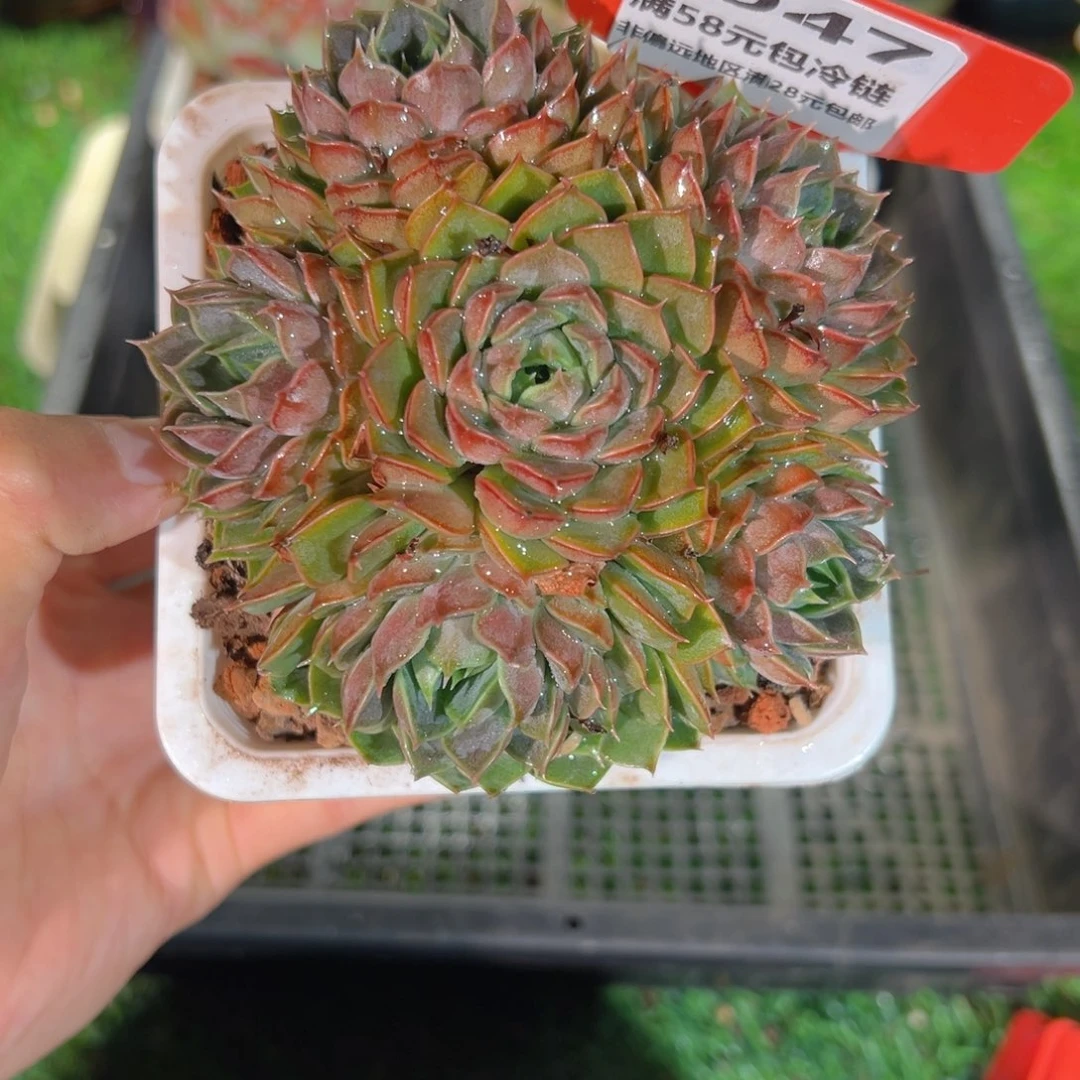 表妹精品多肉3947.