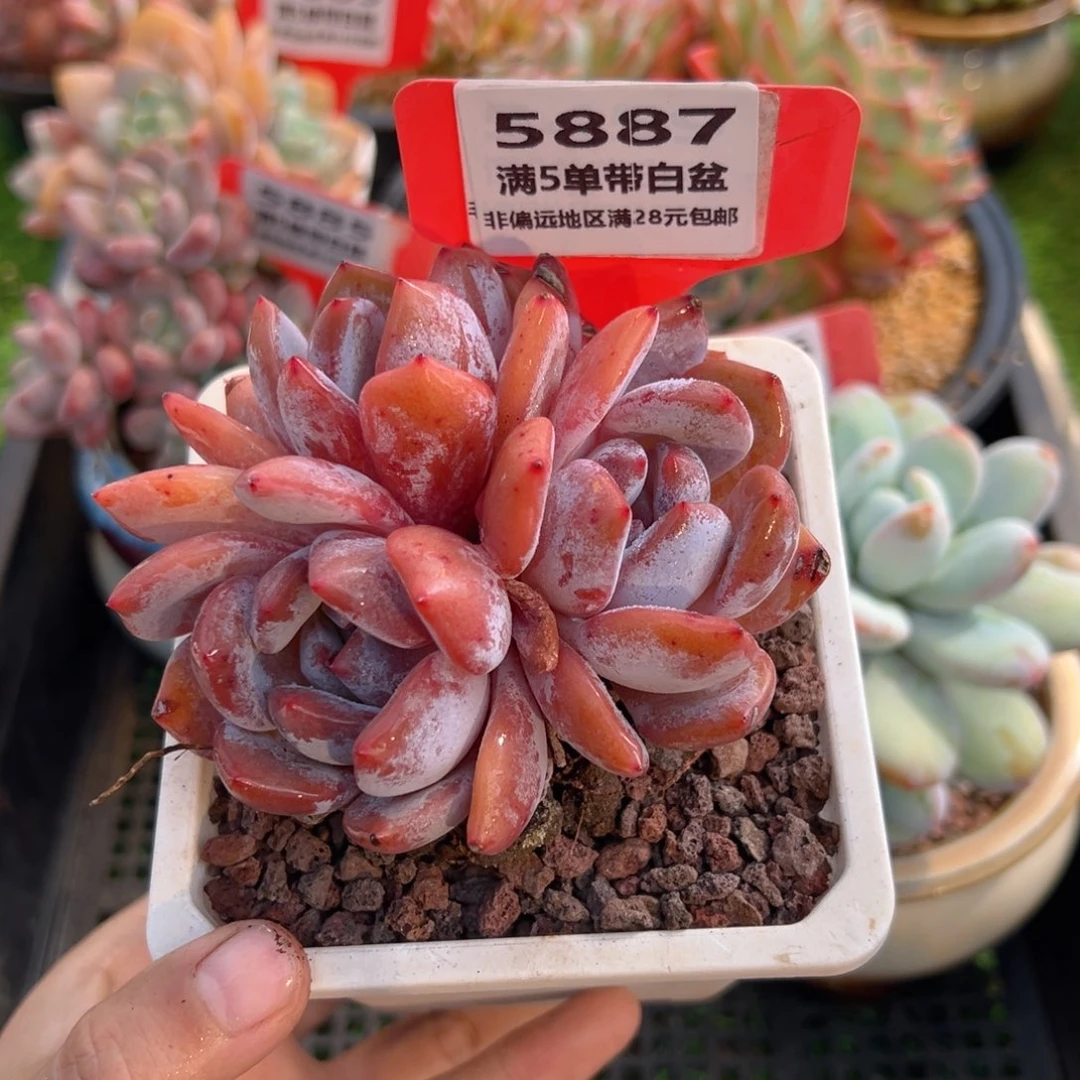 表妹精品多肉5887: