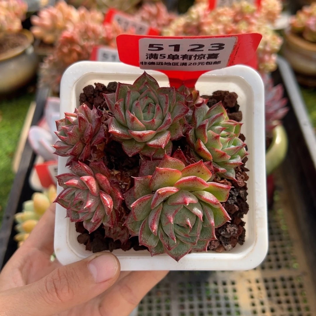 表妹精品多肉5123.