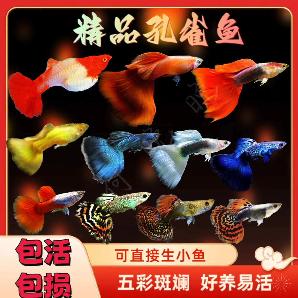 小全家福孔雀鱼 12条（随机4个品种）2-3CM