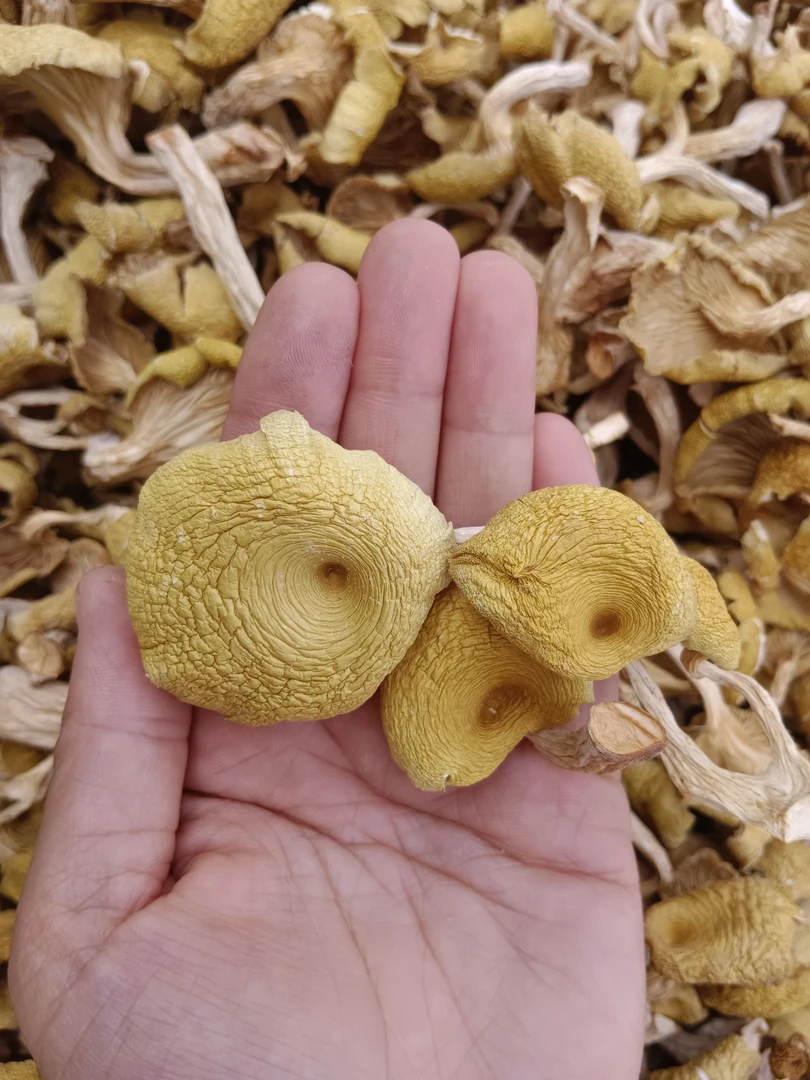 深山里的榆黄蘑新货干品250克起包邮