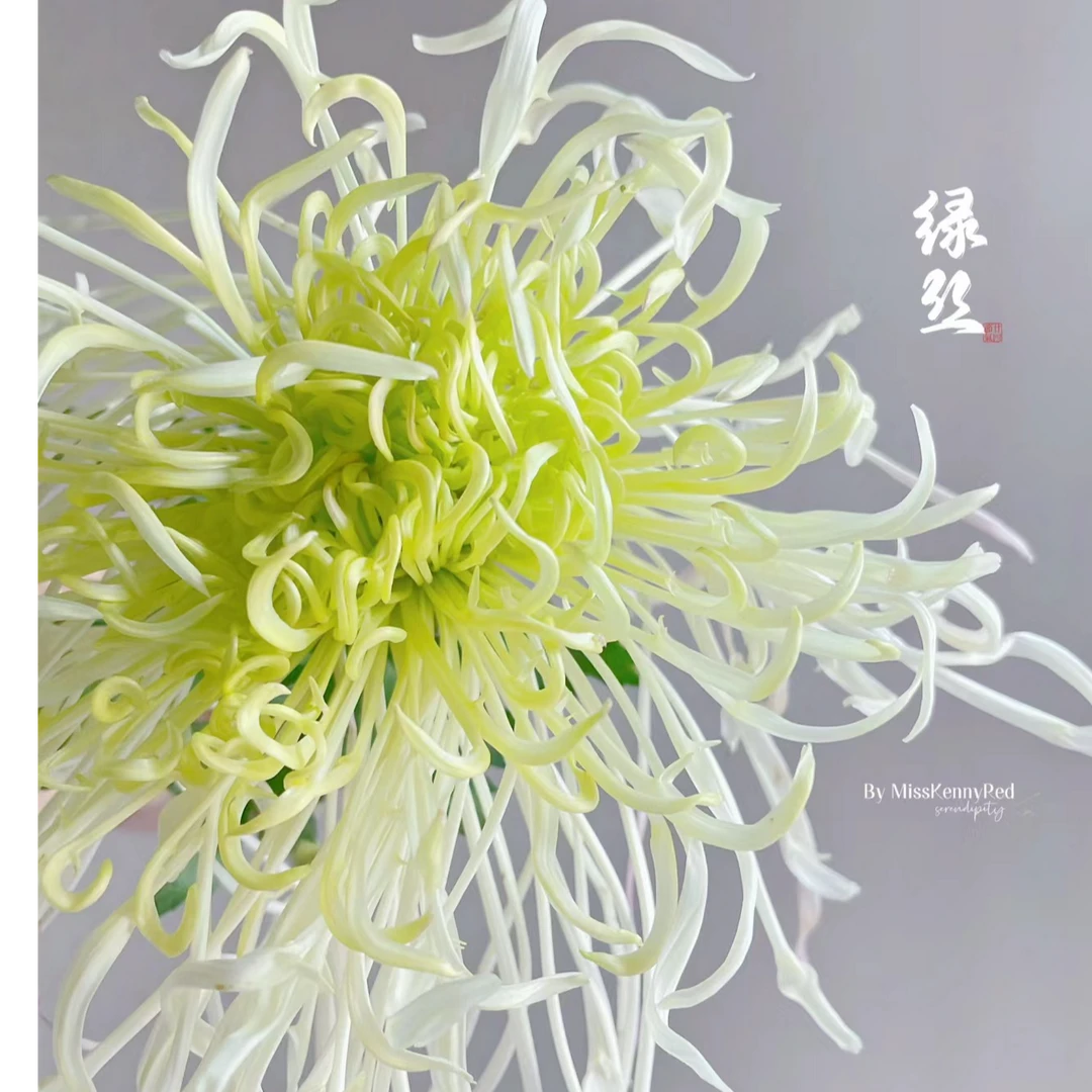 （盘龙碧玉）九月菊花大苗盆栽土球发货马上出花苞秋季开花原盆原土
