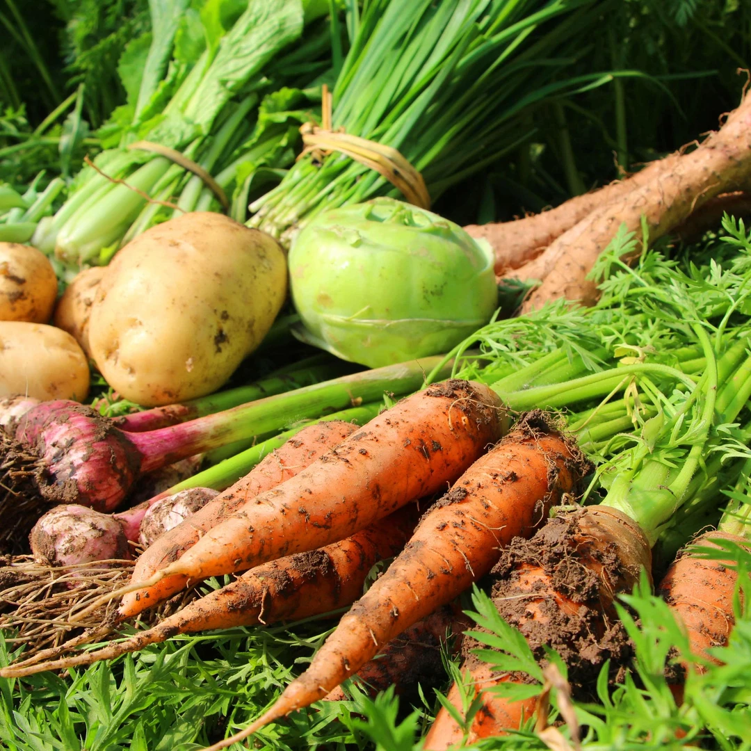 有机蔬菜根茎单品套餐家庭装云南基地直供健康营养美味新鲜优质