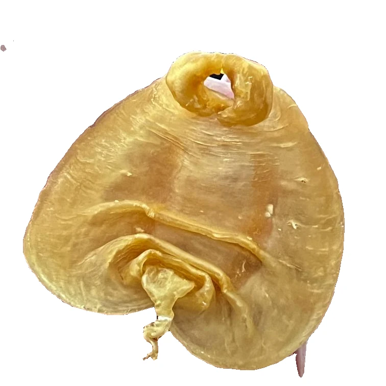 博友滋补行 赤嘴胶公/母系列 1-500g称重链接 备孕月子滋补品鱼胶