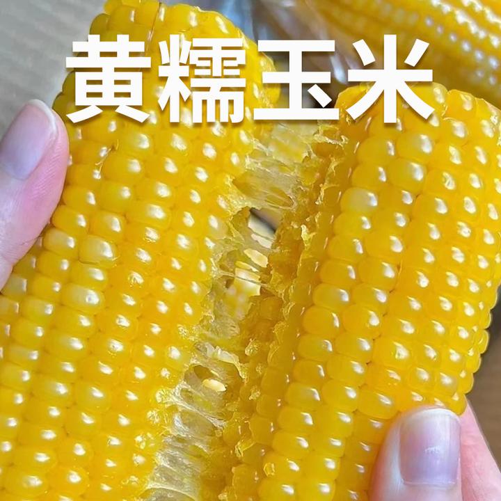 东北黄糯玉米1.8公斤手拎袋口感甜糯颗粒饱满味道纯正