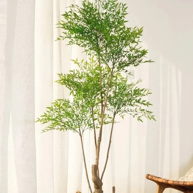 丛生南天竹树苗老桩盆景火焰红天竺庭院绿化苗木花园耐寒观叶植物