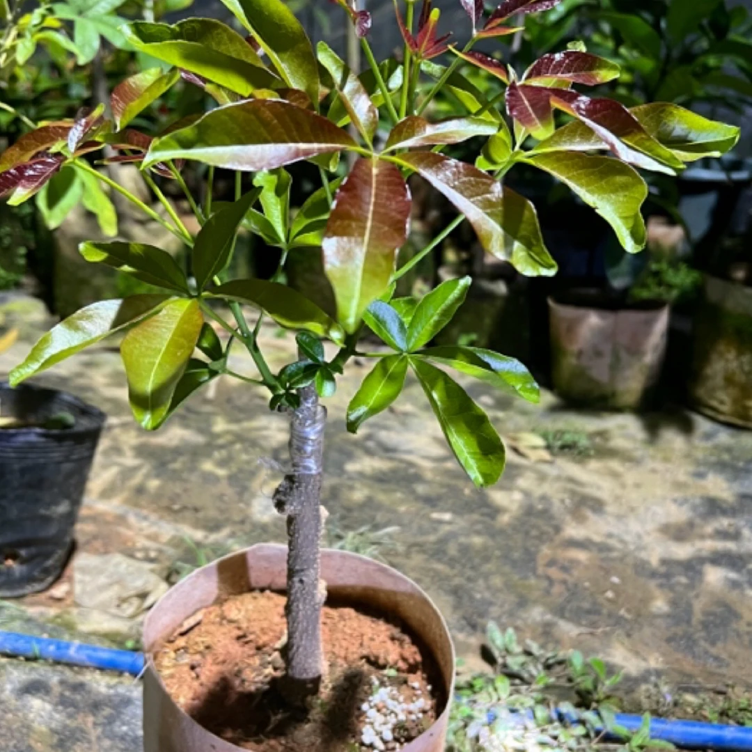 一物一拍国王king冰淇淋果苗一年多季早生抗寒品种