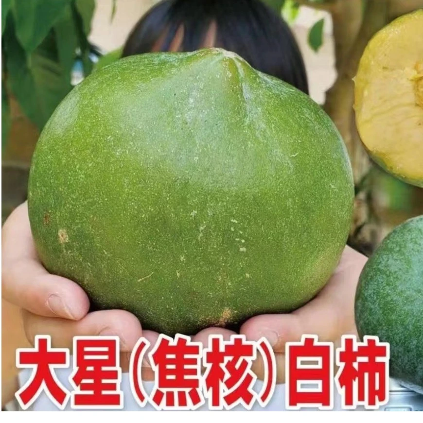 一物一拍多品冰淇淋果苗白柿苗果多易挂果品种