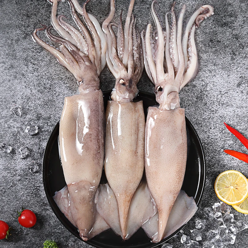 连云港 新鲜速冻海捕大鱿鱼10斤 冷冻海鲜水产