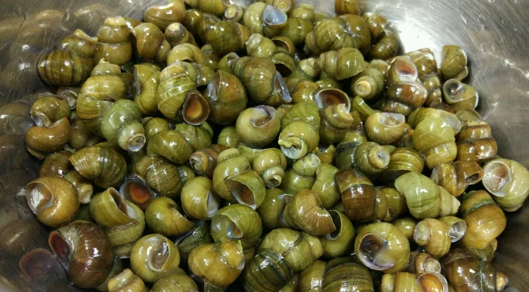 『吴哥甄选●优质鲜货』五斤特惠田螺