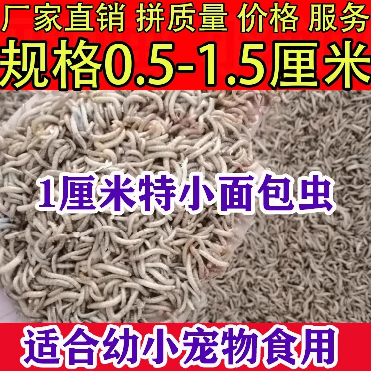 开口虫0.3-1.5厘米小虫子黄粉虫石蛙蝎子鸟蛙蜥蜴蟾蜍
