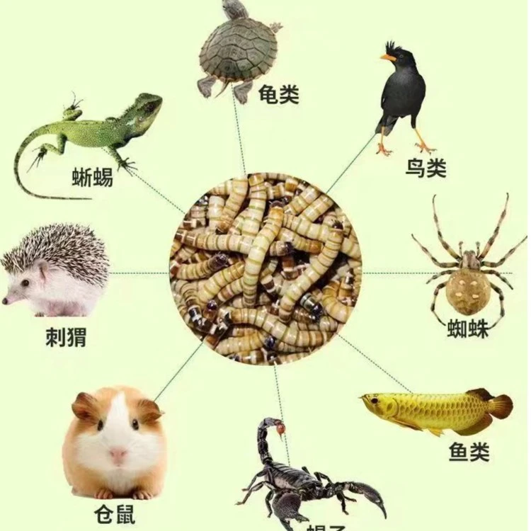 大麦虫活体面包虫金龙鱼八哥守宫画眉鸟虫子宠物饲料全国包邮
