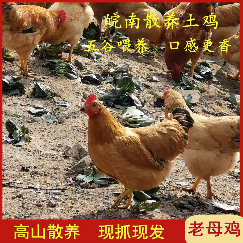 安徽九华山散养土鸡现宰现杀黄油老母鸡走地鸡月子鸡皖南山林放养