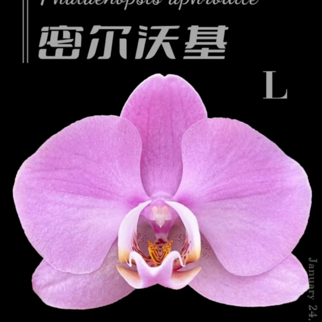 【密尔沃基】安祖蝴蝶兰  阳台客厅 新手易养 一心园蝴蝶兰