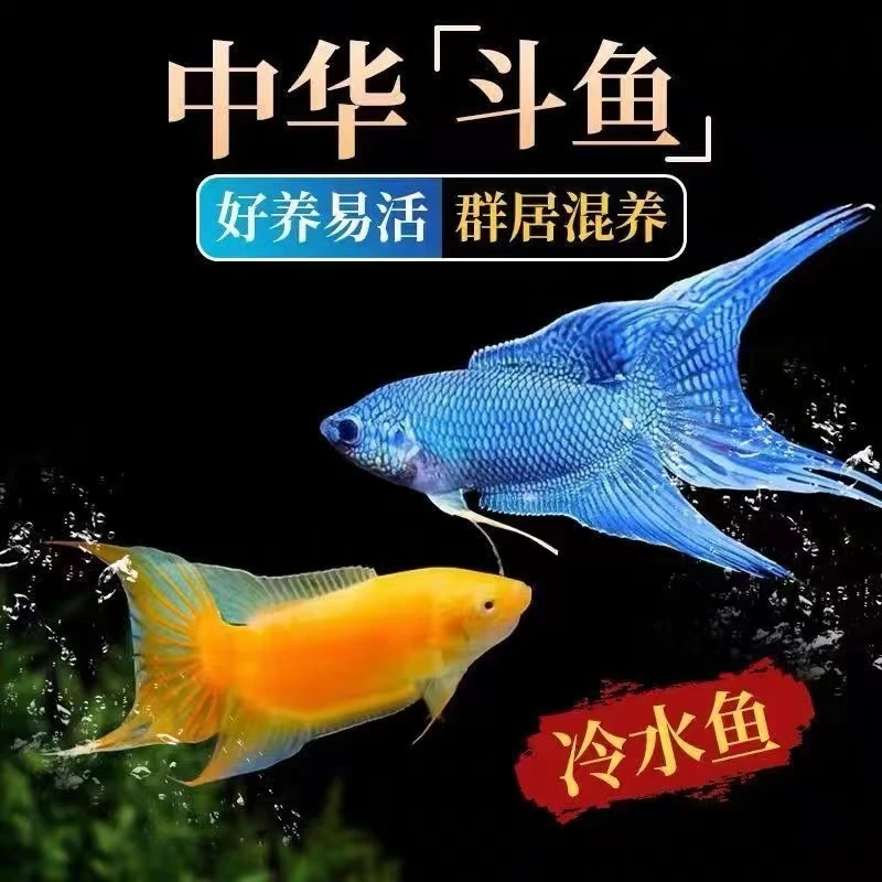中国斗鱼活体冷水淡水观赏鱼好养耐活适合彩虹新手
