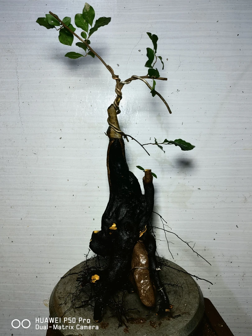 老鸦柿多年生植物观花观果