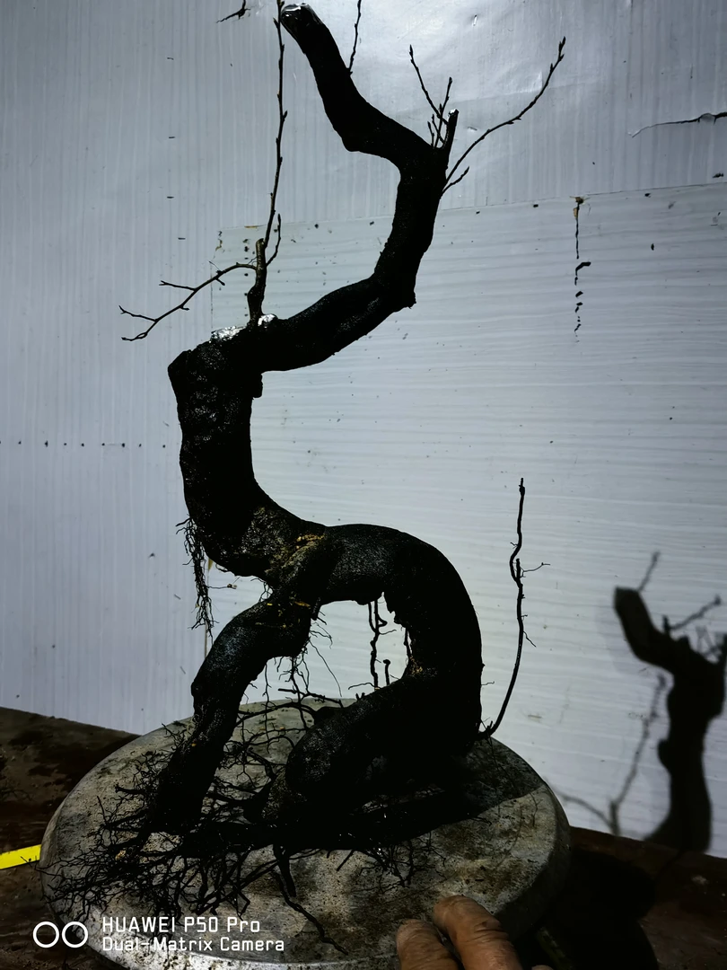 老鸦柿根盘25高度50