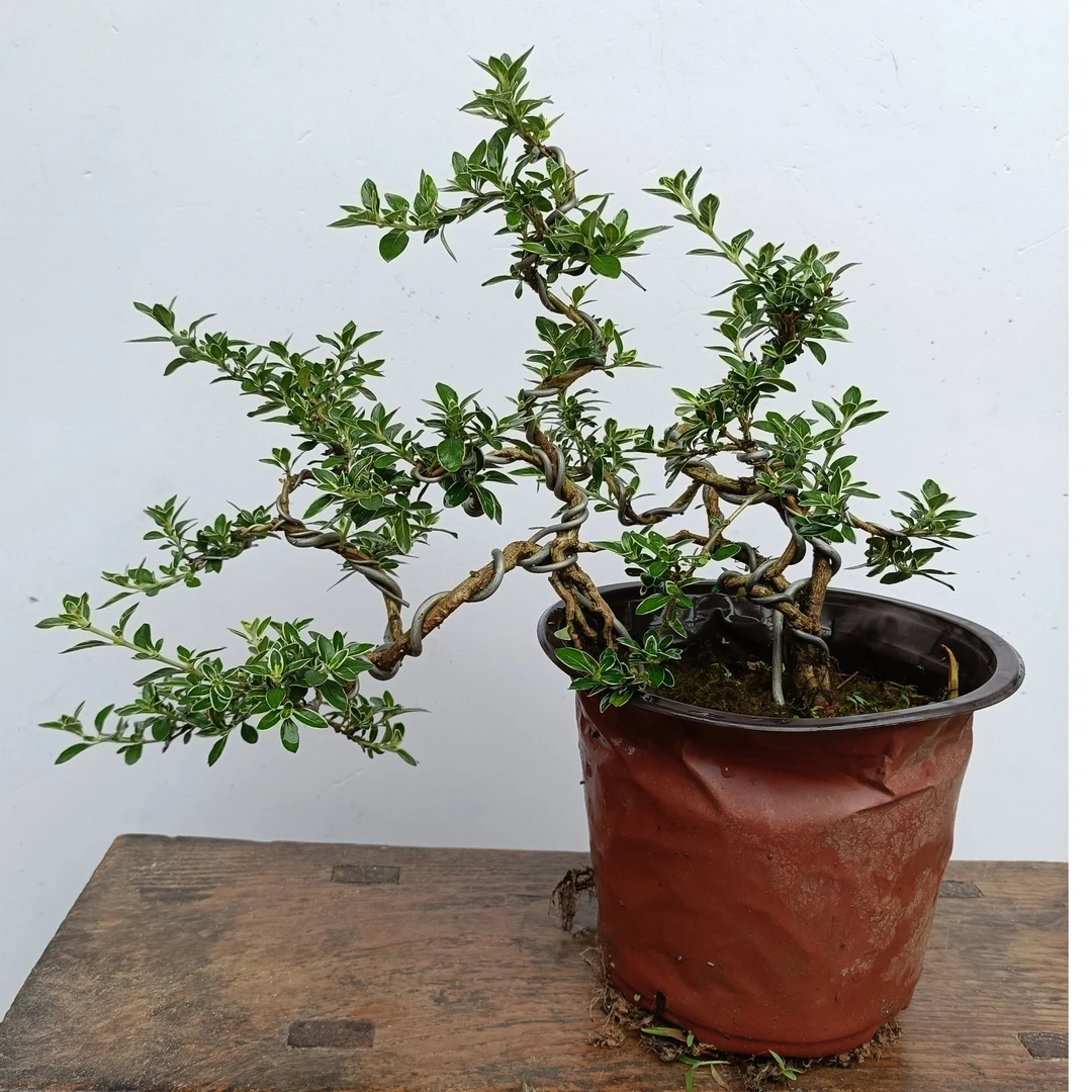 提根金边六月雪盆景（直播间一物一拍）