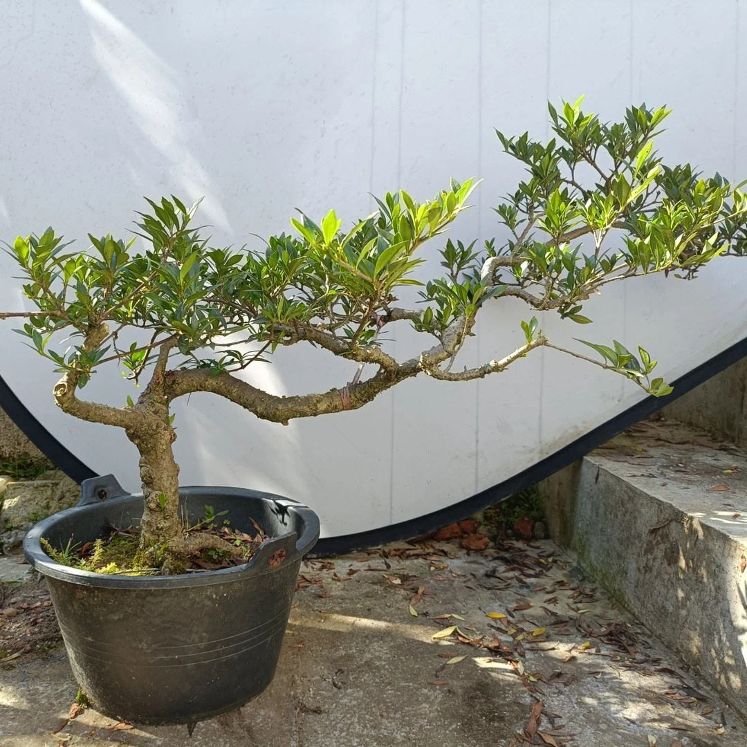 栀子花造型盆景可室内可室外可盆栽可地栽（直播间一物一拍）
