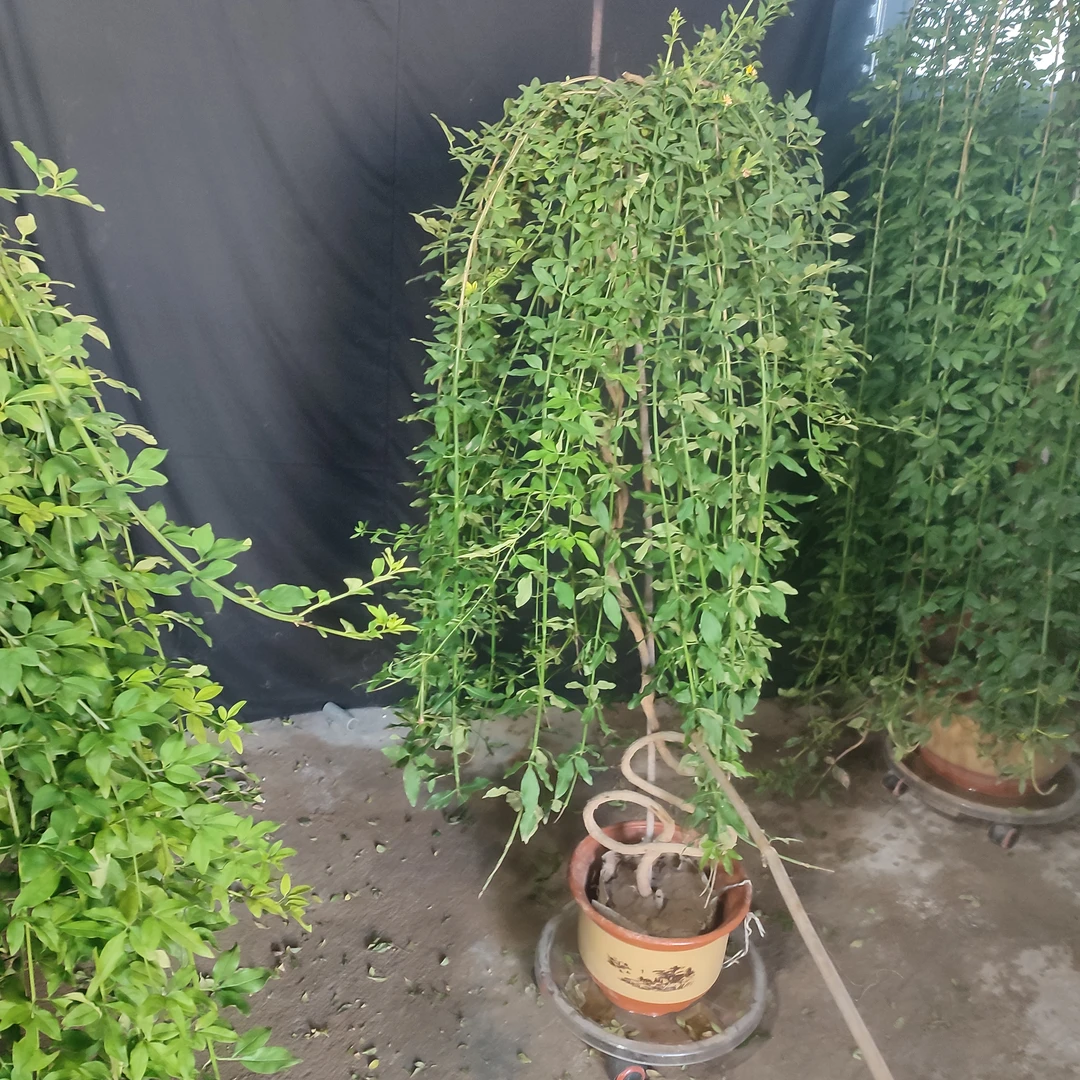 高杆垂均探春花元宝盆景