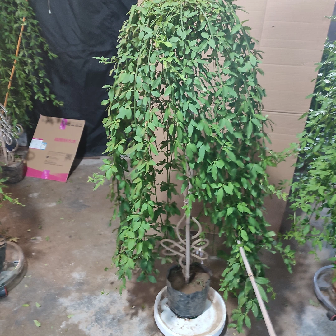高杆垂均探春书法盆景中国结