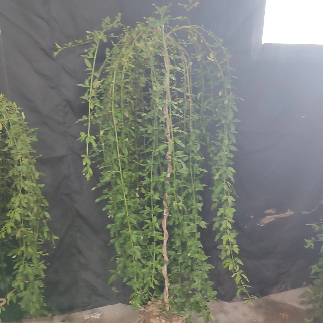 探春盆景，绿植园艺