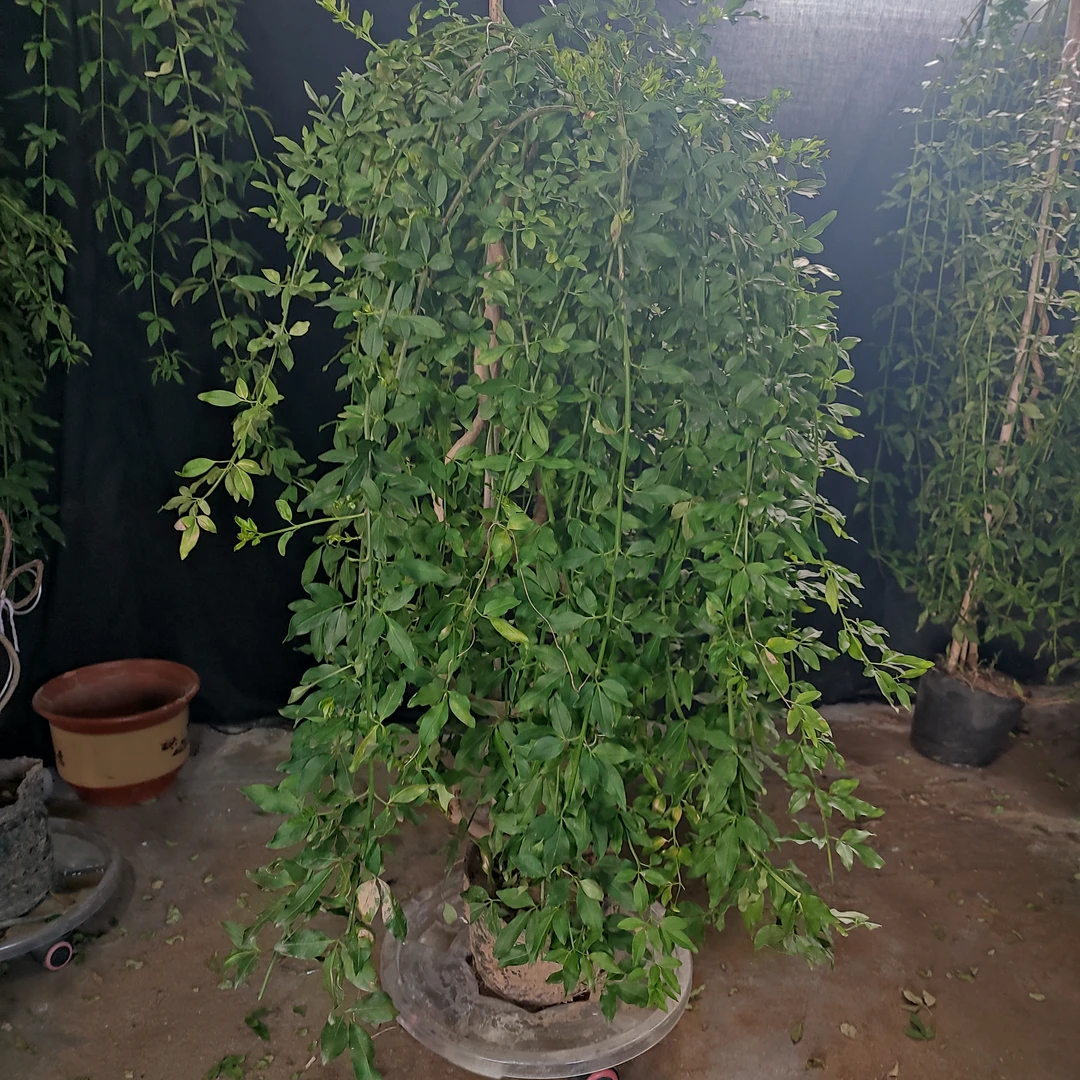 高杆垂均探春梅花盆景