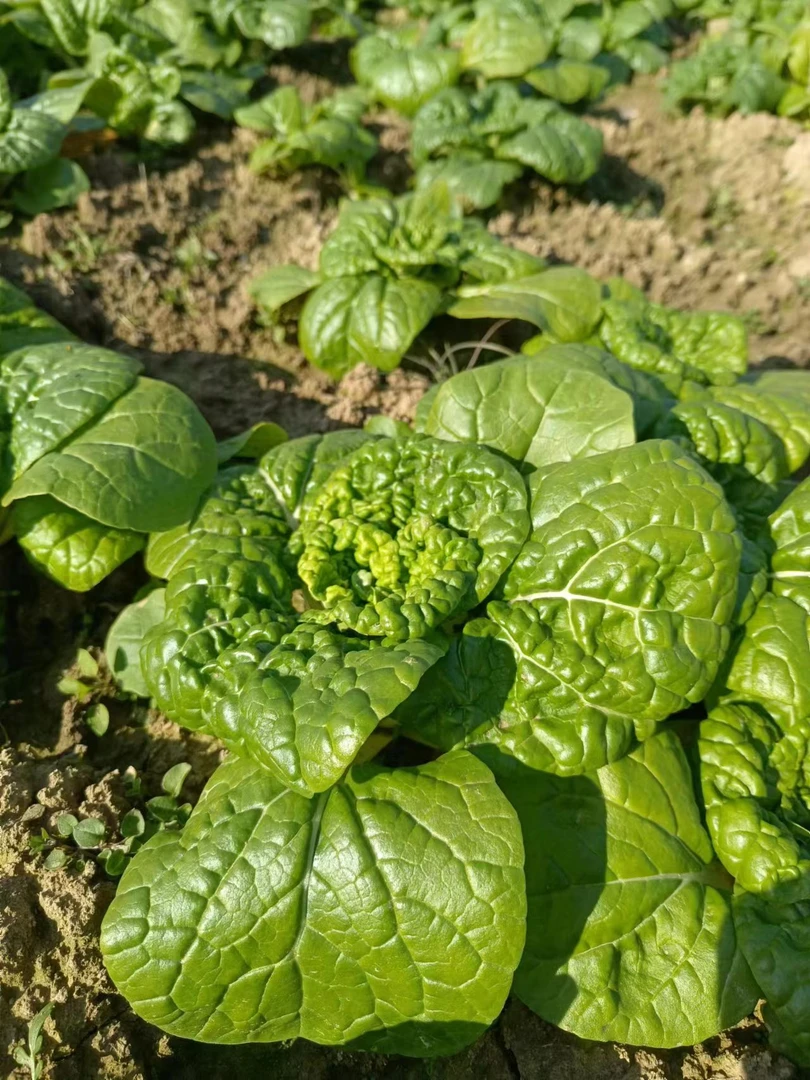 新鲜霜冻黄心菜3-5斤顺丰包邮