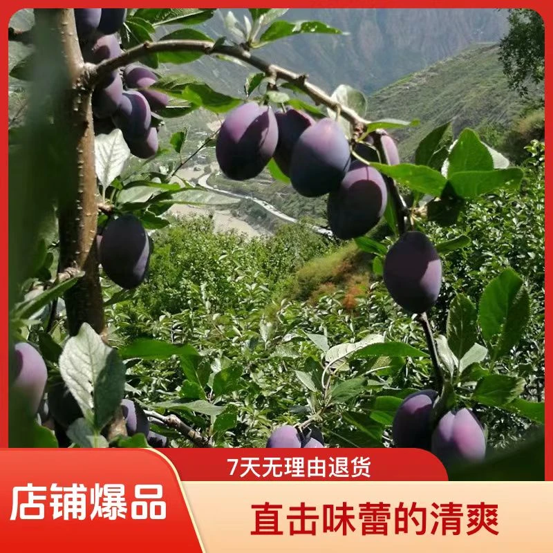 精选汶川高山西梅应季现摘新鲜孕妇水果宝宝辅食整箱包邮爆甜多汁
