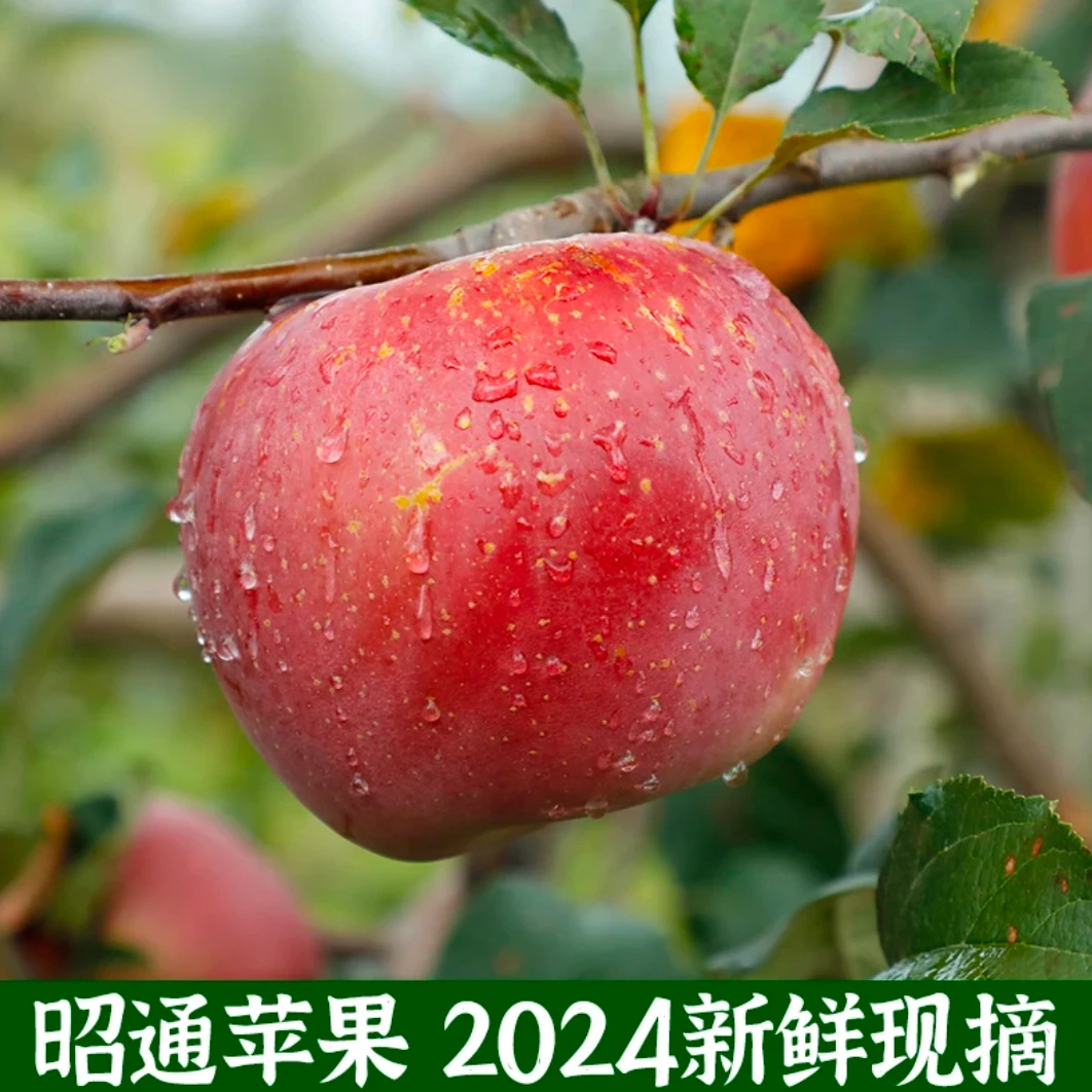 正宗昭通糖心丑苹果现摘现发新鲜健康