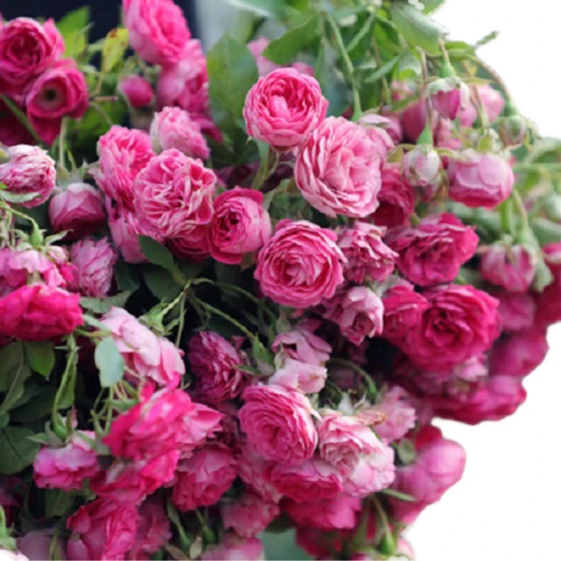 胭脂扣月季扦插苗盆栽玫瑰蔷薇花园花墙拱门庭院露台阳台花卉绿植