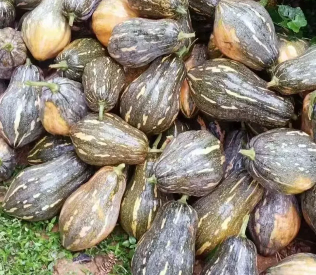 永州本地农村香芋南瓜