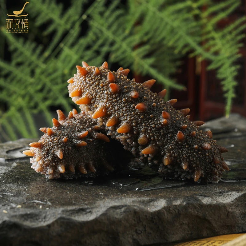 深交情冷冻即食海参肉质鲜美50-56只（每根6-9cm）