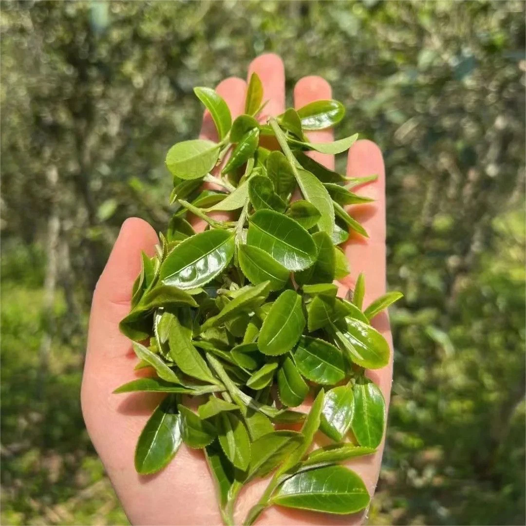 2024年【倚邦·猫耳朵】头春普洱生茶散茶250克 500克