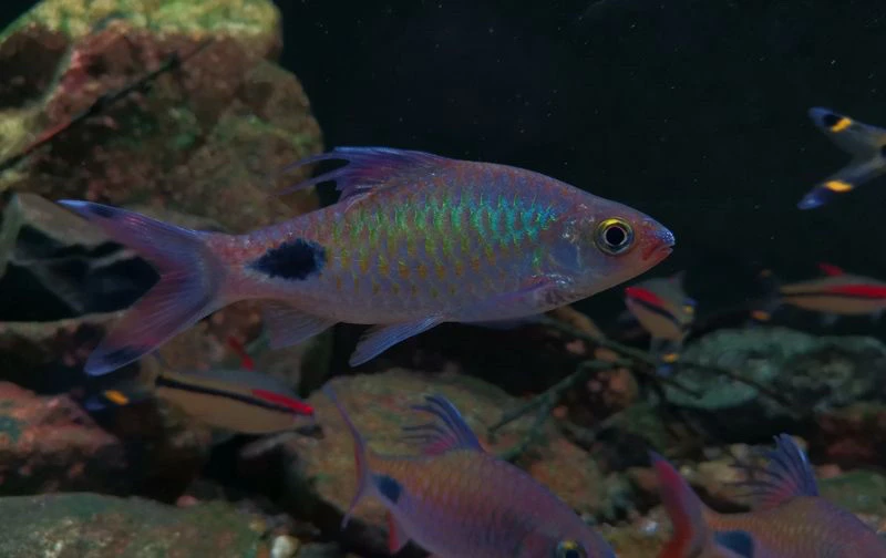 海南紫红 观赏鱼 原生鱼 冷水鱼