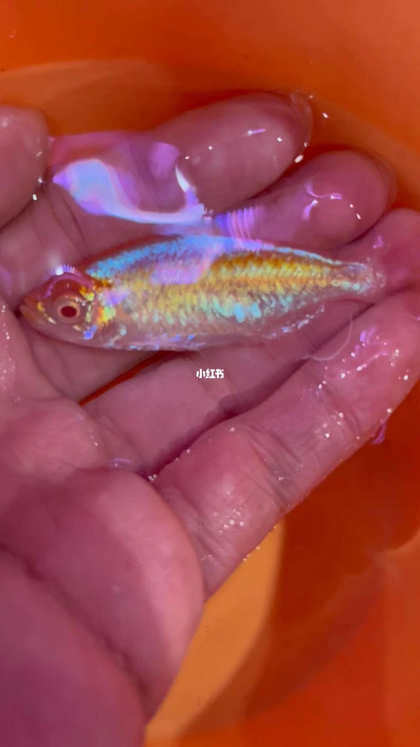 白子刚果美人热带鱼观赏鱼原生鱼