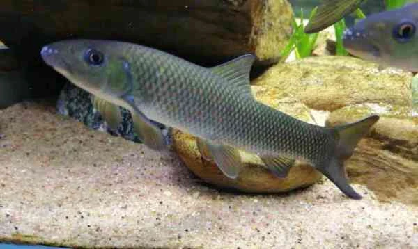 桂华鲮 观赏鱼 原生鱼 冷水鱼 工具鱼