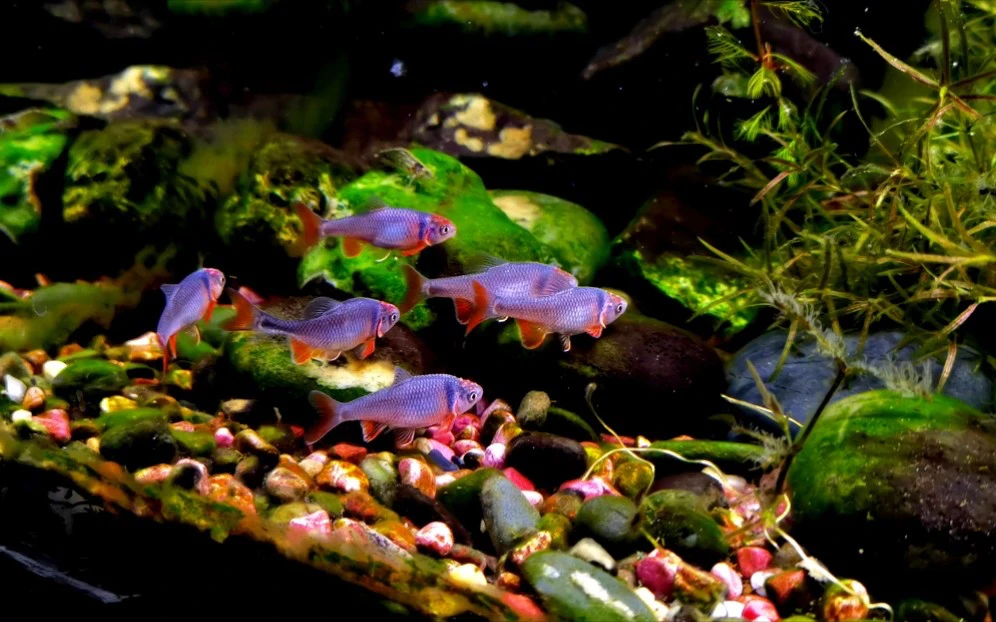 彩虹精灵 观赏鱼 原生鱼 冷水鱼