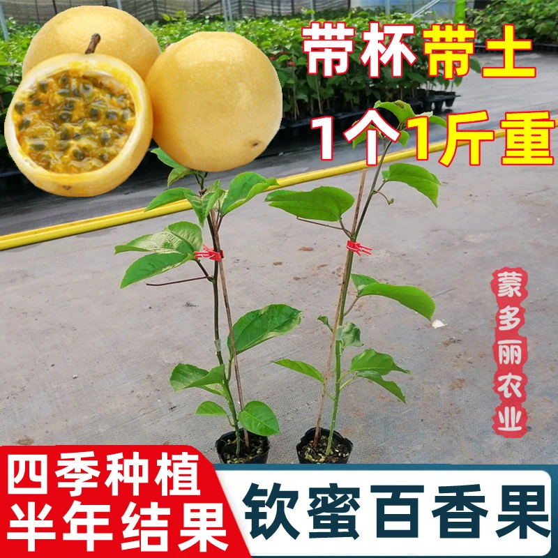 嫁接苗新品种纯甜不酸黄金九号百香果苗全国种台农百香果四季结果