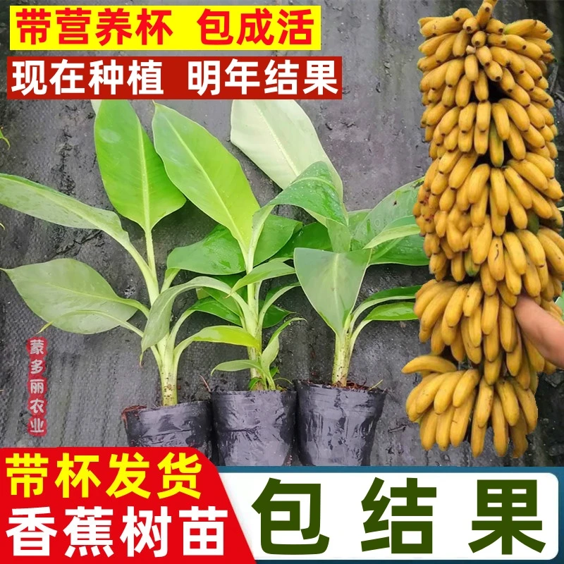 中蕉9号香蕉粉蕉树苗小米蕉苗正宗香蕉树苗当年结果矮化四季种植