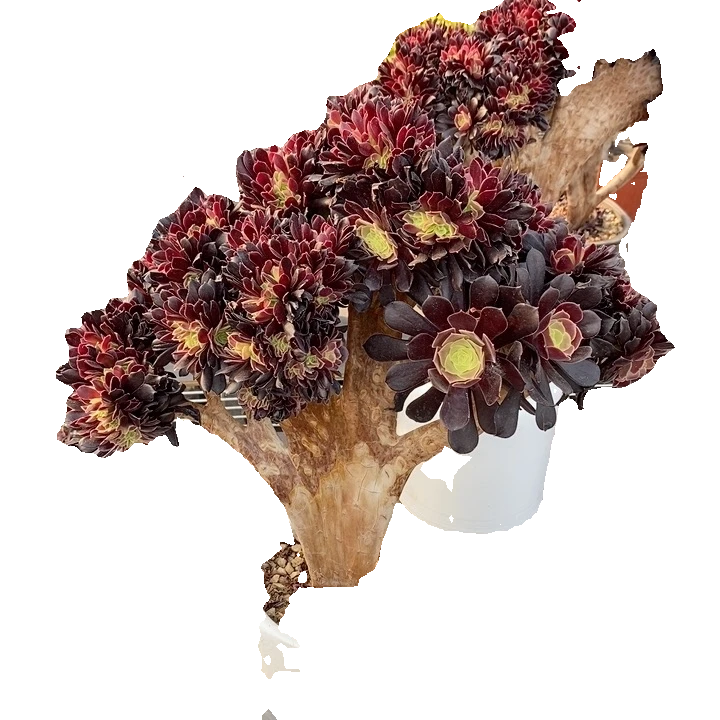 图片仅供参考，友缘多肉法师缀化美观庭院补差价