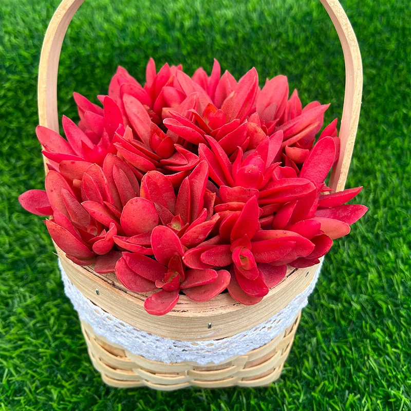 秋火莲 多肉植物  【 直播 】红姐 成品种好