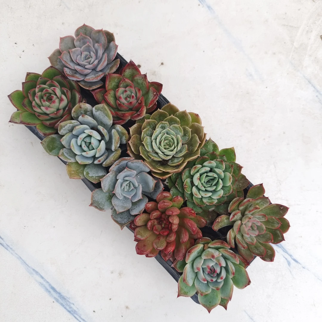 10颗多肉植物肉肉大棚基地直销组合盆栽花卉萌肉简单好养